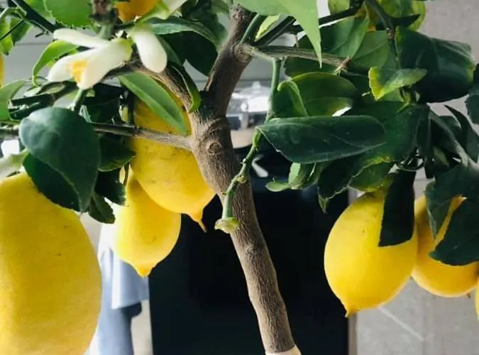 Giulietta Hotel Fiesso dʼArtico