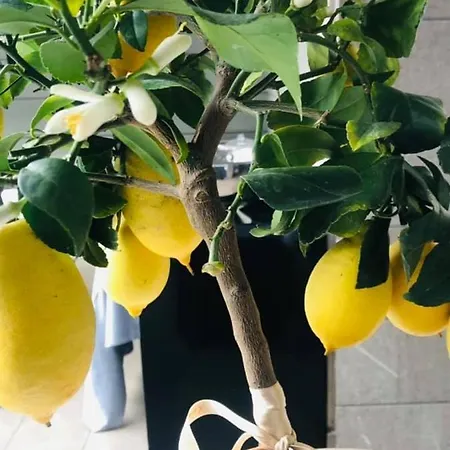 Giulietta Szálloda Stra