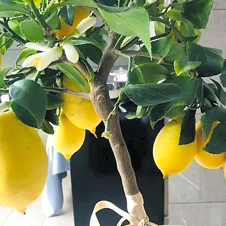 Giulietta 4*